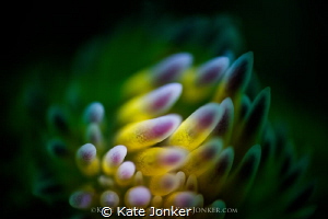 Glow
Gasflame Nudibranch shot with snoot torch and rever... by Kate Jonker 